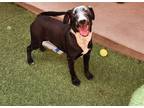 Adopt Cookie a Black Mixed Breed (Large) / Mixed dog in Farmington