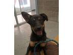 Adopt Prince a Brown/Chocolate Mixed Breed (Medium) / Mixed dog in Farmington