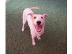 Adopt Tucker a White Mixed Breed (Large) / Mixed dog in Farmington