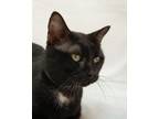 Adopt Panter a All Black Domestic Shorthair / Domestic Shorthair / Mixed cat in