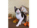 Adopt Sassy Sam a All Black Domestic Shorthair / Domestic Shorthair / Mixed cat