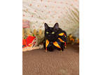 Adopt Sassafras a All Black Domestic Shorthair / Domestic Shorthair / Mixed cat
