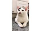 Adopt Lily a Black & White or Tuxedo Domestic Shorthair / Mixed (short coat) cat