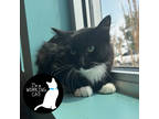 Adopt Gonzalo a All Black Domestic Longhair / Domestic Shorthair / Mixed cat in