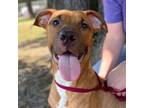 Adopt Atticus a Brown/Chocolate Mixed Breed (Large) / Mixed dog in Bryan