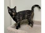Adopt Jennifer a All Black Domestic Shorthair / Domestic Shorthair / Mixed cat