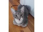 Adopt Kronos a Gray, Blue or Silver Tabby Domestic Mediumhair (medium coat) cat