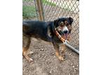 Adopt Smitty a Brown/Chocolate Bernese Mountain Dog / Mixed dog in Gainesville