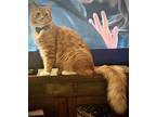 Adopt Benvolio (GD) a Orange or Red (Mostly) Domestic Shorthair / Mixed cat in