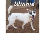 Adopt Winnie* a White Mixed Breed (Large) / Mixed dog in Anderson, SC (38649474)