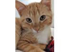 Adopt Orange Zest 936-23 a Orange or Red Domestic Shorthair / Domestic Shorthair