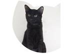 Adopt Buttons a All Black Domestic Shorthair / Domestic Shorthair / Mixed cat in