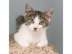 Adopt Charlene a White Domestic Shorthair / Mixed cat in Verona, WI (38885342)