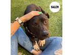 Adopt Salem a Black - with White Mixed Breed (Medium) / Mixed dog in Flint