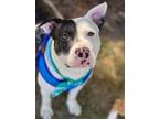 Adopt Donkey a White American Pit Bull Terrier / Mixed dog in Maryville