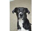 Adopt Double Scoop 50072 a Black Border Collie / Labrador Retriever / Mixed dog