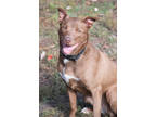 Adopt Dutchess a Brown/Chocolate Mixed Breed (Medium) / Mixed dog in Georgetown