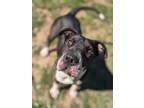 Adopt Seal 1026-23 a Black Shar Pei / American Pit Bull Terrier / Mixed dog in