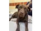 Adopt BANDIT a Brown/Chocolate Terrier (Unknown Type, Small) / Retriever