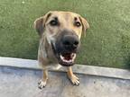 Adopt BEXAR a Brown/Chocolate Shepherd (Unknown Type) / Retriever (Unknown Type)