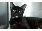 Adopt 67332a Eloise a All Black Domestic Shorthair / Domestic Shorthair / Mixed