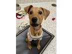 Adopt WHEEZY a Red/Golden/Orange/Chestnut Retriever (Unknown Type) / Terrier