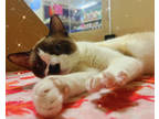 Adopt Half Stache a Cream or Ivory Siamese / Domestic Shorthair / Mixed cat in