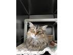 Adopt Minnie a Brown or Chocolate Maine Coon / Domestic Shorthair / Mixed cat in