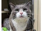 Adopt Mouse a Domestic Short Hair