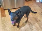Adopt Kramer a Black Mixed Breed (Large) / Mixed dog in Oklahoma City