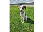 Adopt Ken a Pointer, Labrador Retriever