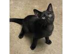 Adopt Shaggy a All Black Domestic Shorthair / Domestic Shorthair / Mixed cat in