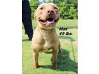 Adopt Max a Mixed Breed (Medium) / Mixed dog in Oxford, NC (38894889)