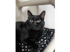 Adopt Kattrina a All Black Domestic Shorthair / Domestic Shorthair / Mixed cat