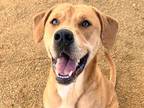 Adopt Roscoe a Tan/Yellow/Fawn Mixed Breed (Large) / Mixed dog in Georgetown