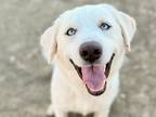 Adopt Quinn a White Mixed Breed (Large) / Mixed dog in Georgetown, TX (38615814)