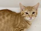 Adopt Luigi a Orange or Red Domestic Shorthair / Domestic Shorthair / Mixed cat