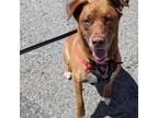 Adopt Red a Red/Golden/Orange/Chestnut Labrador Retriever / Mixed dog in