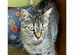 Adopt Stryker a Domestic Shorthair / Mixed cat in Evergreen, CO (38859469)