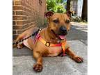 Adopt Sparky a Brown/Chocolate Pit Bull Terrier / Mixed dog in Philadelphia