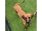 Adopt Milo a Hound (Unknown Type) / Mixed dog in Jupiter, FL (38727130)
