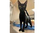 Adopt Spirit a All Black Domestic Shorthair / Domestic Shorthair / Mixed cat in