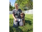 Adopt Carmella a Brown/Chocolate Mixed Breed (Large) / Mixed dog in