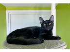 Adopt Mega Man a All Black Domestic Shorthair / Domestic Shorthair / Mixed