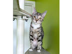 Adopt Rosalina a Brown or Chocolate Domestic Shorthair / Domestic Shorthair /