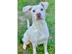 Adopt Jax a White Labrador Retriever / Terrier (Unknown Type