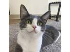 Adopt Stratus a Gray or Blue Domestic Shorthair / Domestic Shorthair / Mixed cat