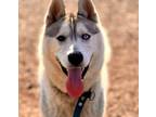 Adopt Blue a Alaskan Malamute, Mixed Breed