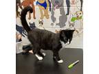 Adopt Georgie a All Black Domestic Shorthair / Domestic Shorthair / Mixed cat in