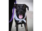 Adopt Bandit HW(-) a Brindle American Pit Bull Terrier / Mixed dog in Owensboro